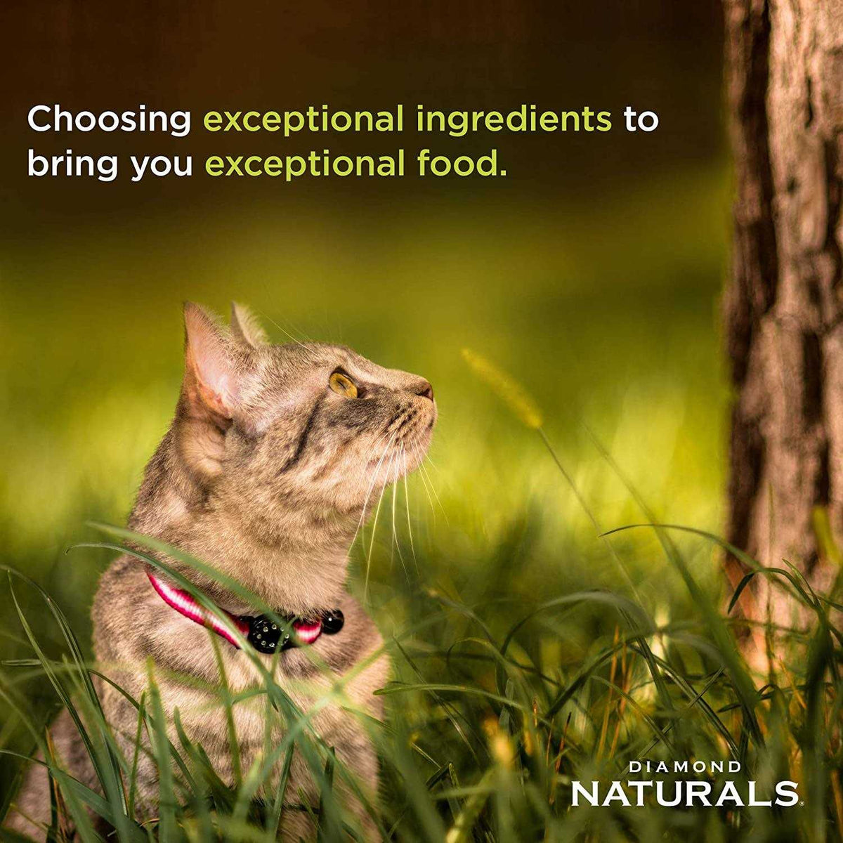 Indoor Dry Cat Food Q13922