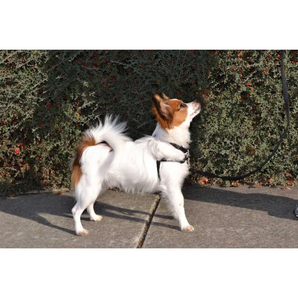 No Pull Dog Harness L125
