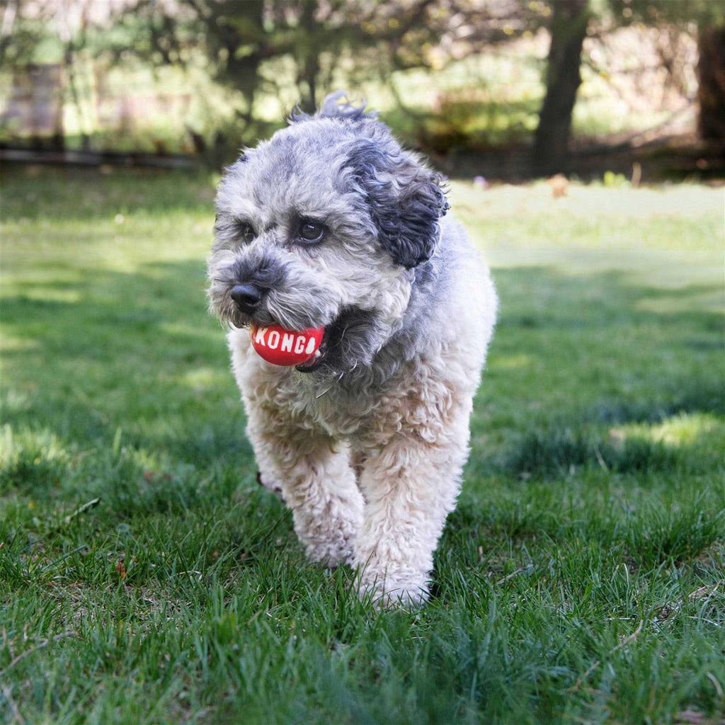 Signature Ball Dog Toy A40049
