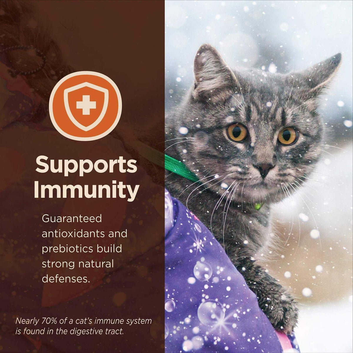 Digestive Health Pate Recipe Wet Cat Food F34984