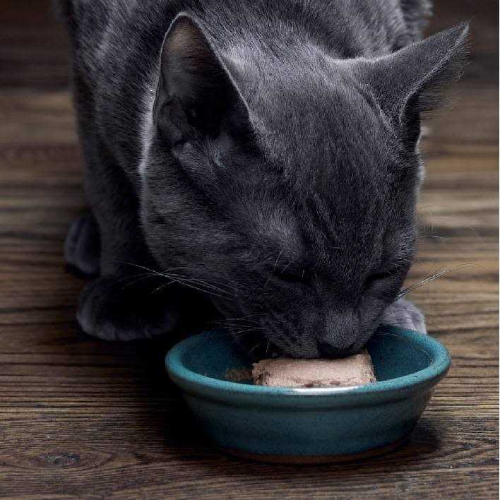 Wet Kitten Food Pate N165