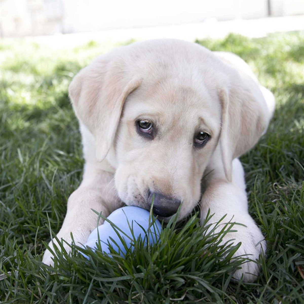 Puppy Toy W901