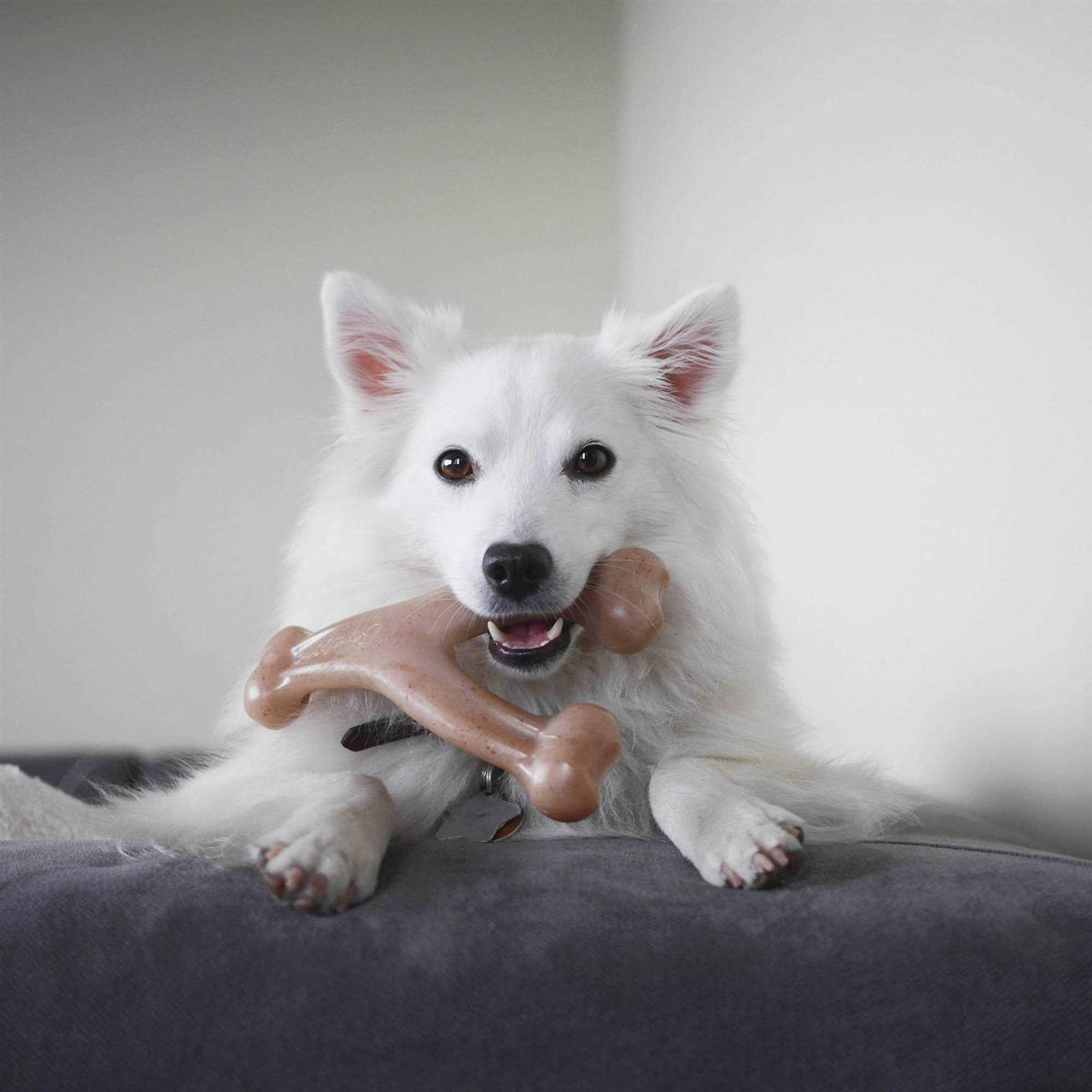 Wishbone Dog Chew F68222
