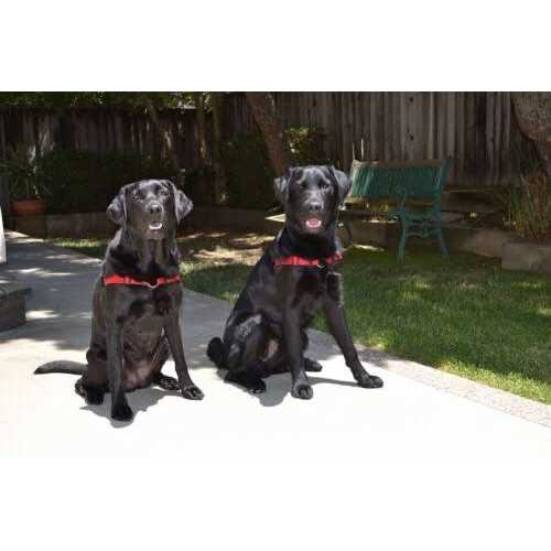 No Pull Dog Harness L125