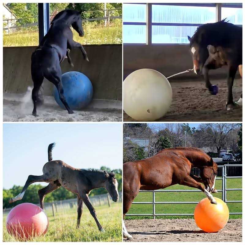 Horse Herding Ball 40 Anti-Burst Giant Soccer Ball Toy I339033