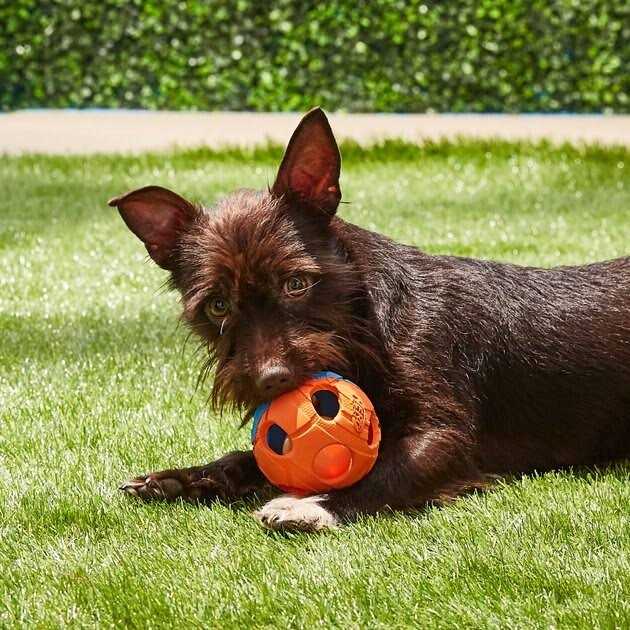 LED Dog Ball H397