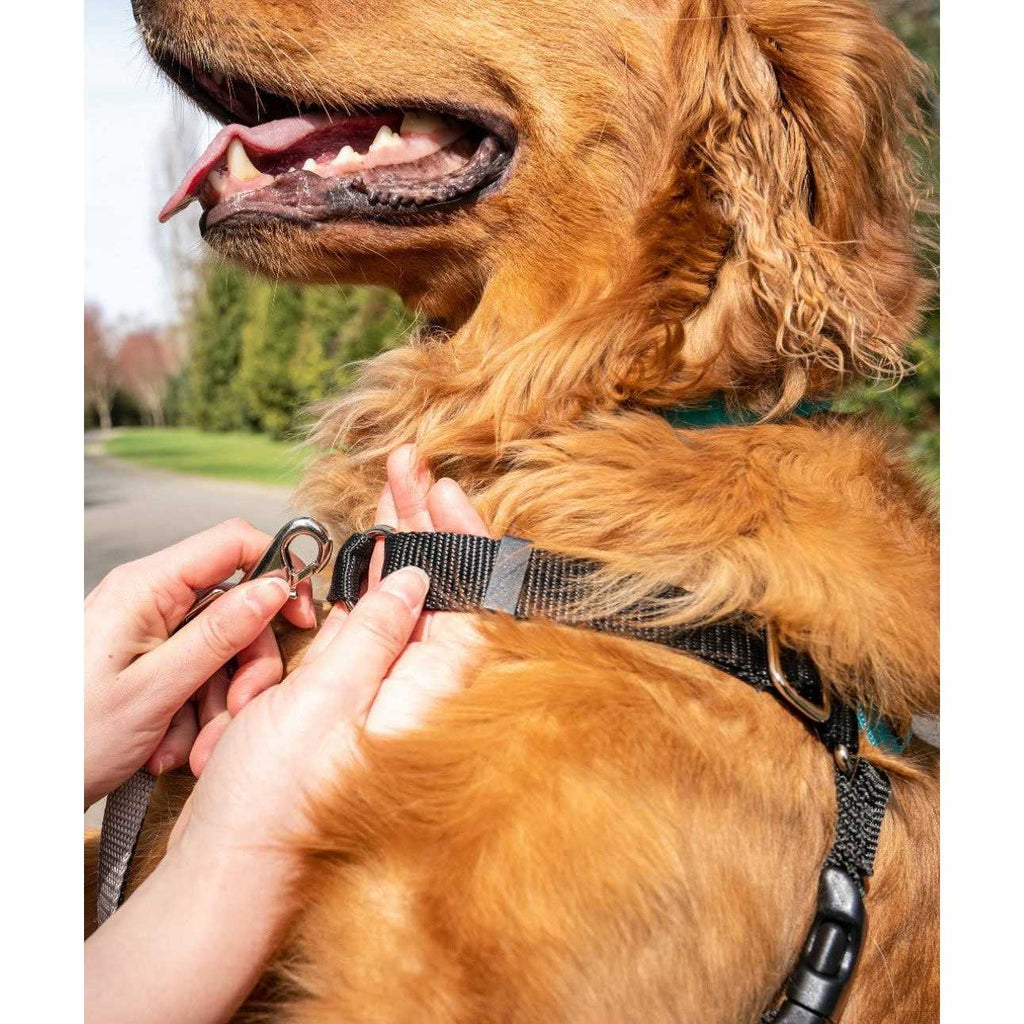 Dog Harness Q668