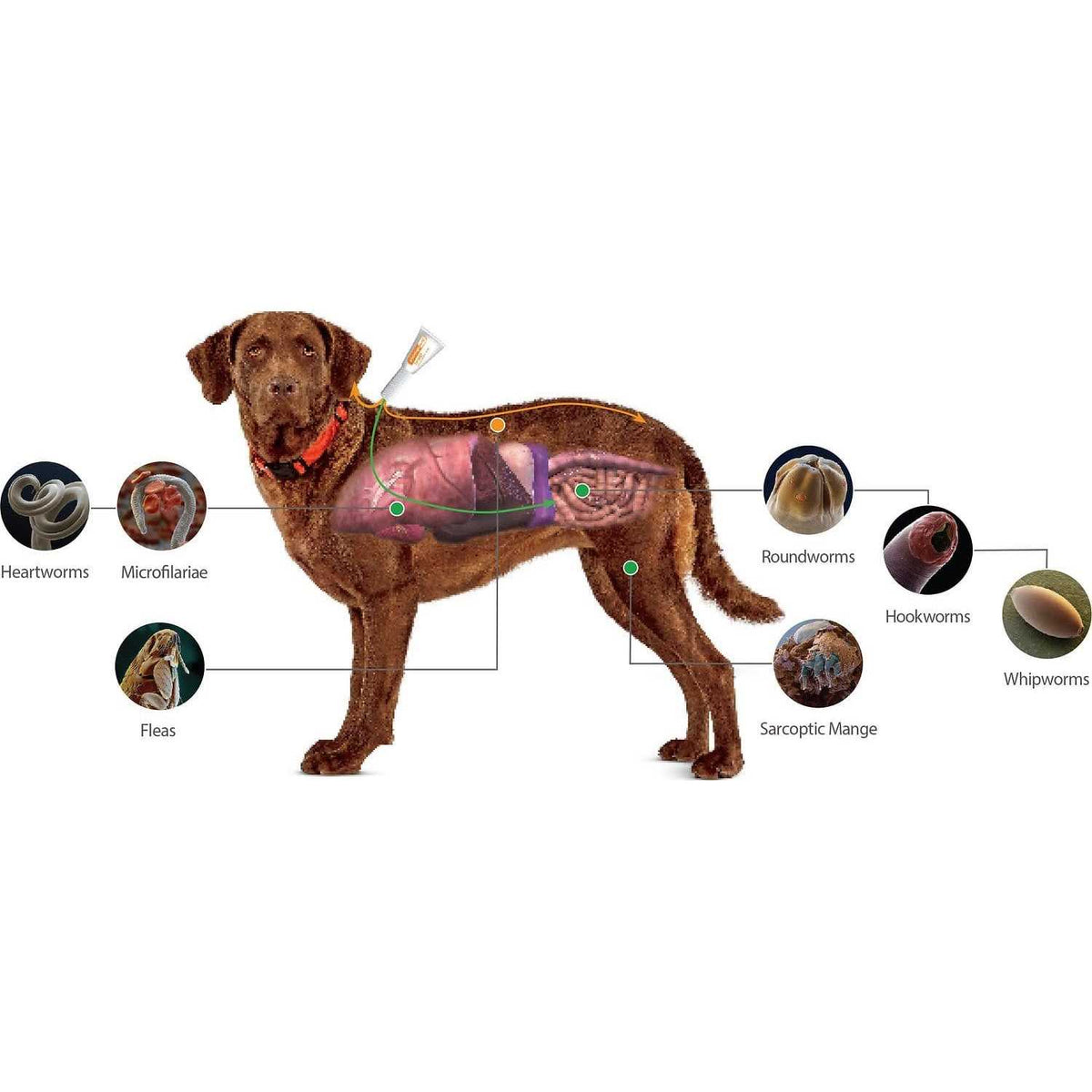 Advantage Multi for Dogs P753