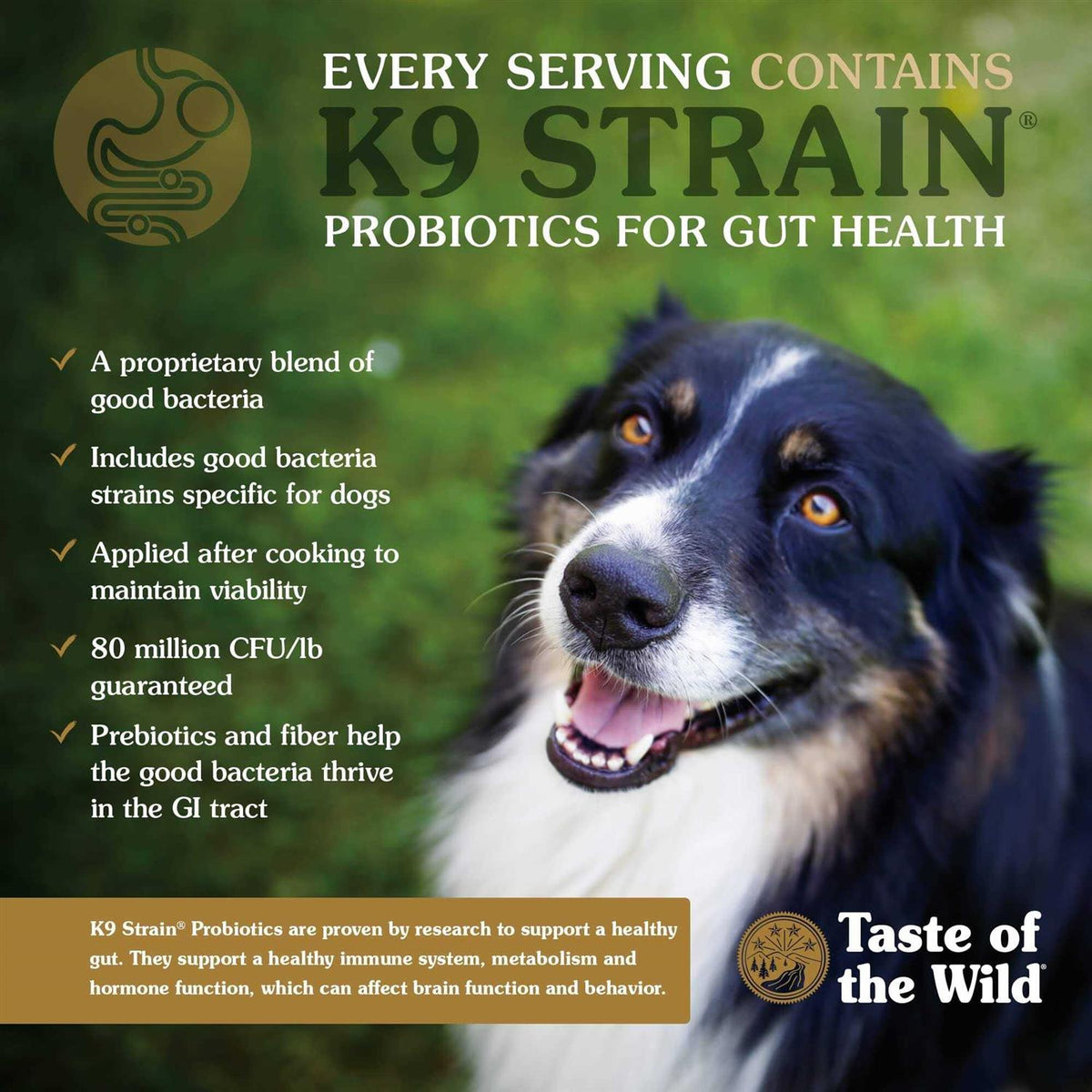 Dog Food Y77808