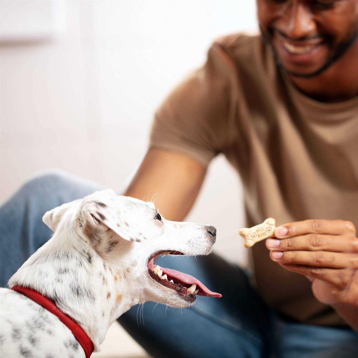 Mini Dog Biscuits X522552
