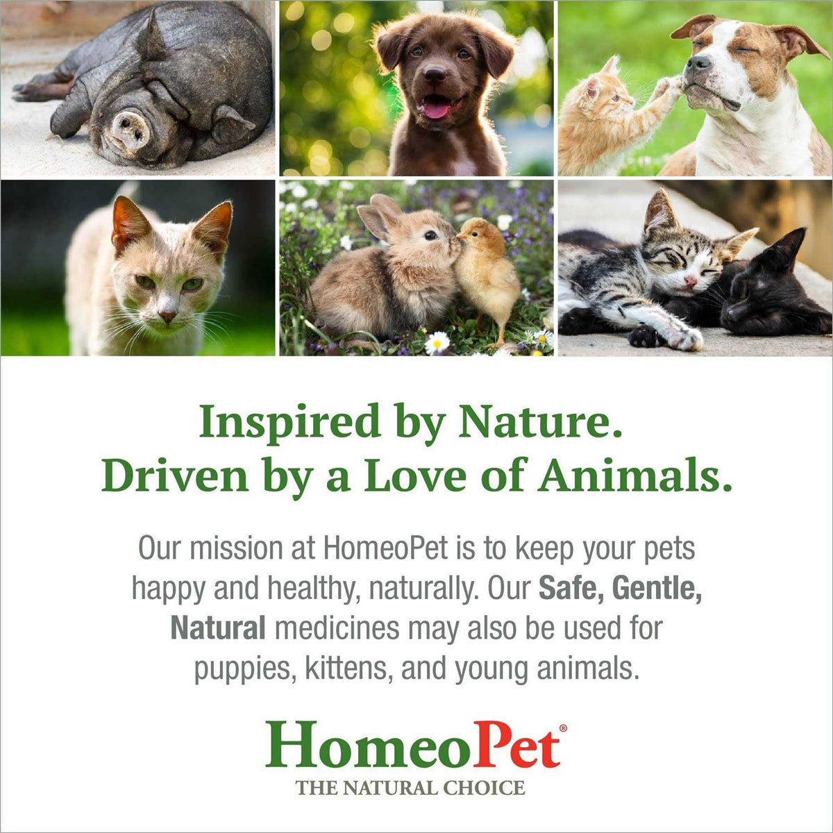 Feline Dental for Cats L237