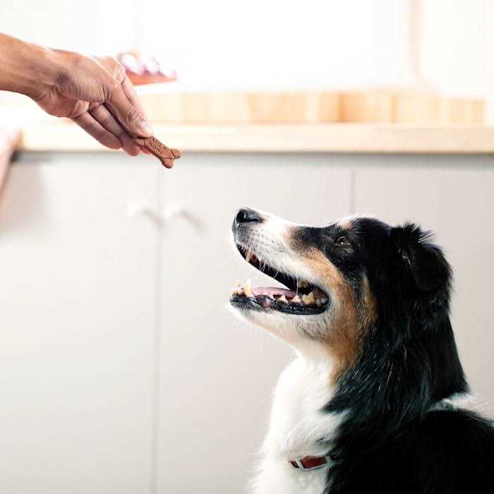 Soft & Chewy Chicken Dog Treats N1719