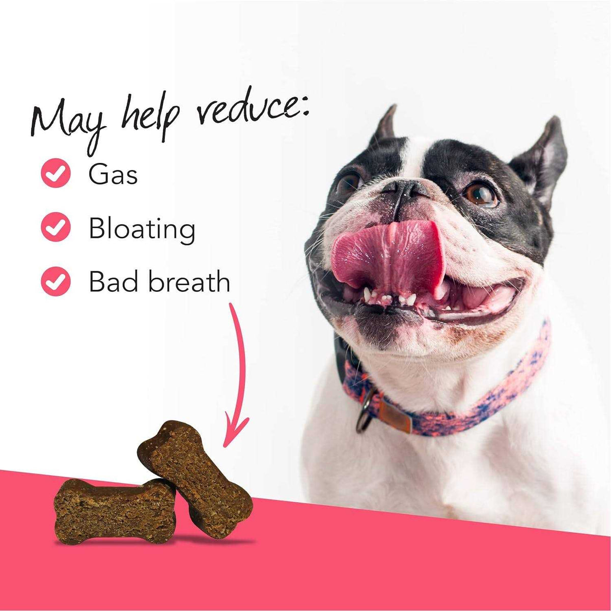 Probiotic Chews for Dogs T180314