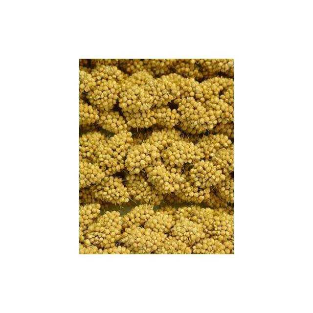 Spray Millet A476