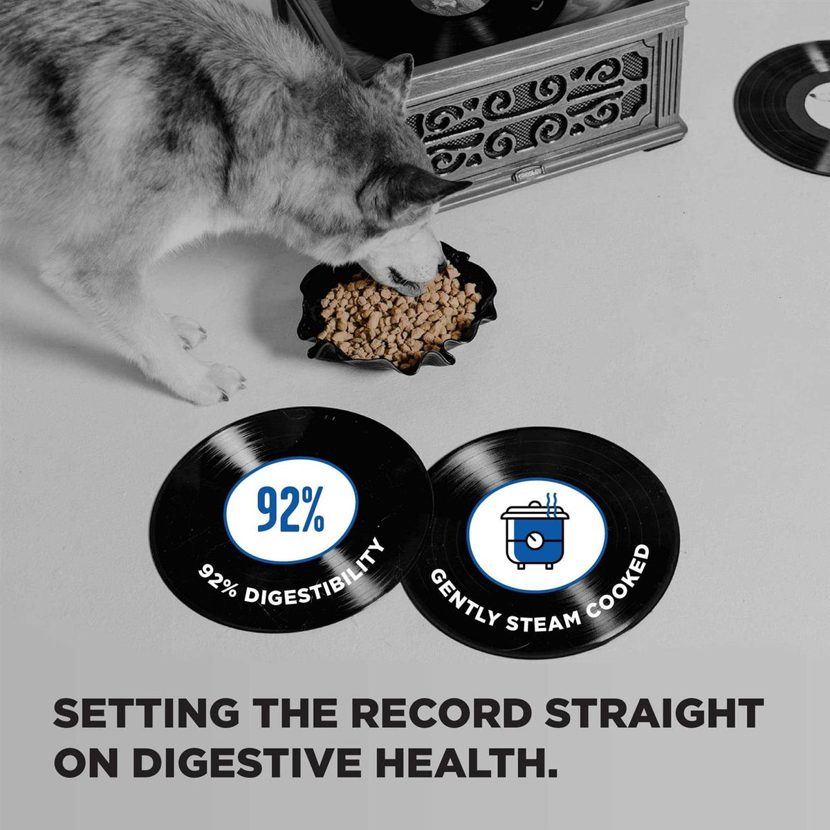 Dry Dog Food I457165