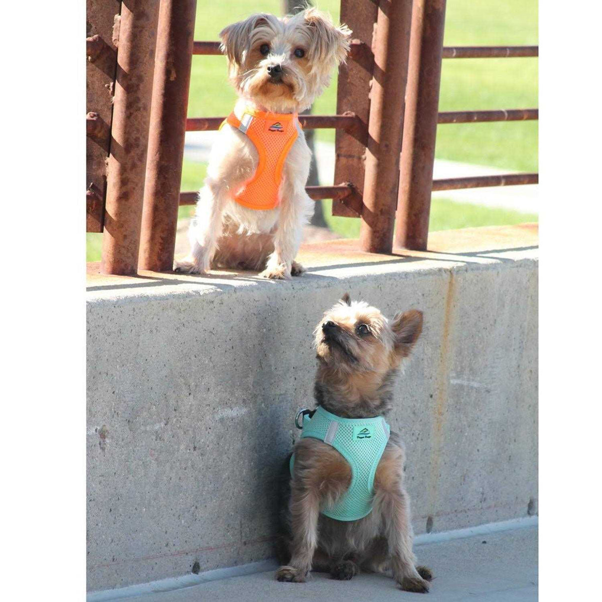 Choke Free Dog Harness T5909