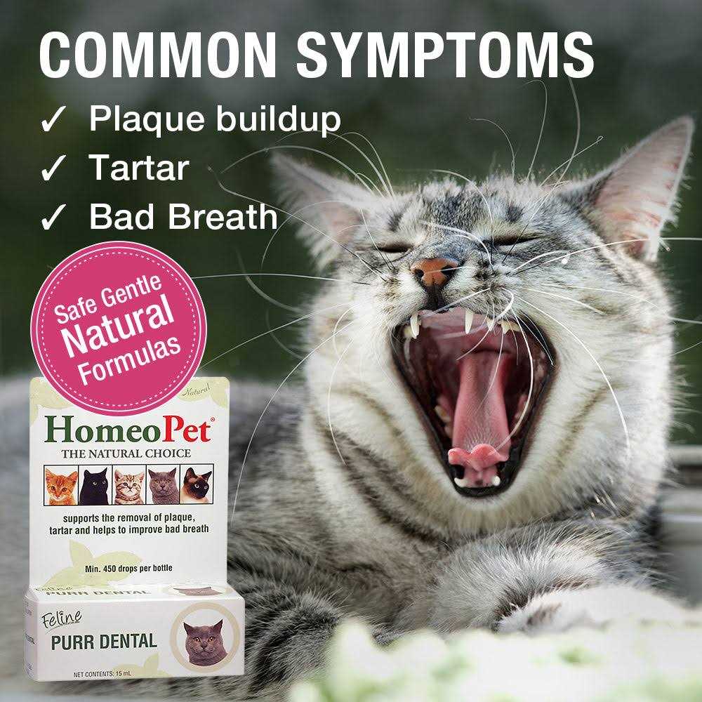 Feline Dental for Cats L237
