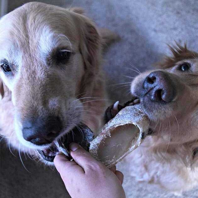 Cow Hooves for Dogs T975385