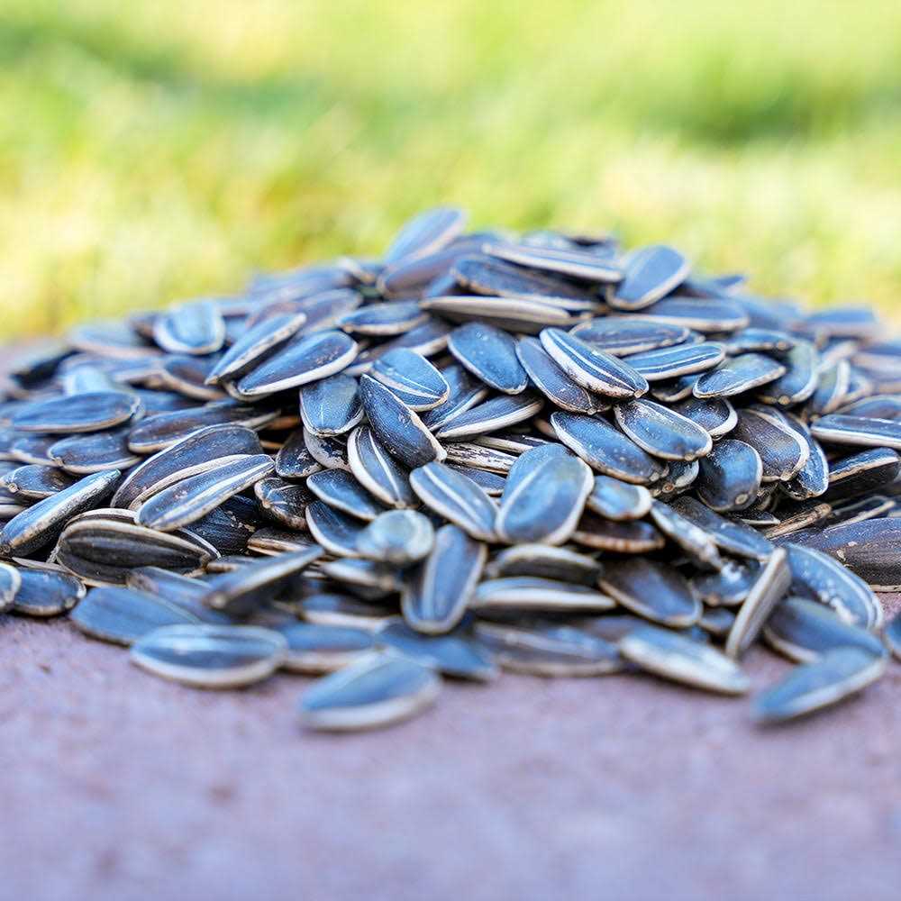 Striped Sunflower Seeds Y5808