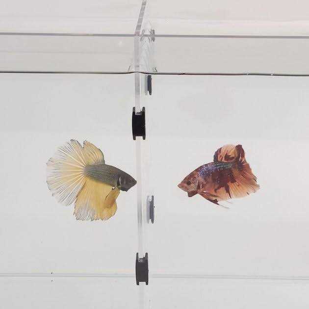 Aquarium F2644