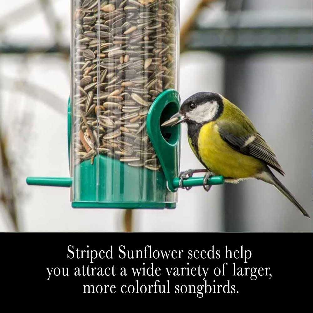 Striped Sunflower Seeds Y5808