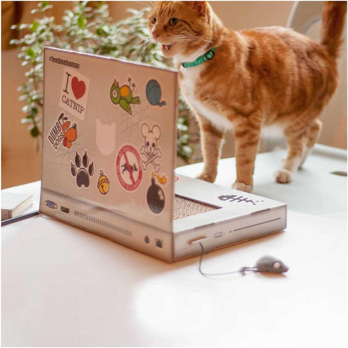 Cat Scratch Laptop I752542