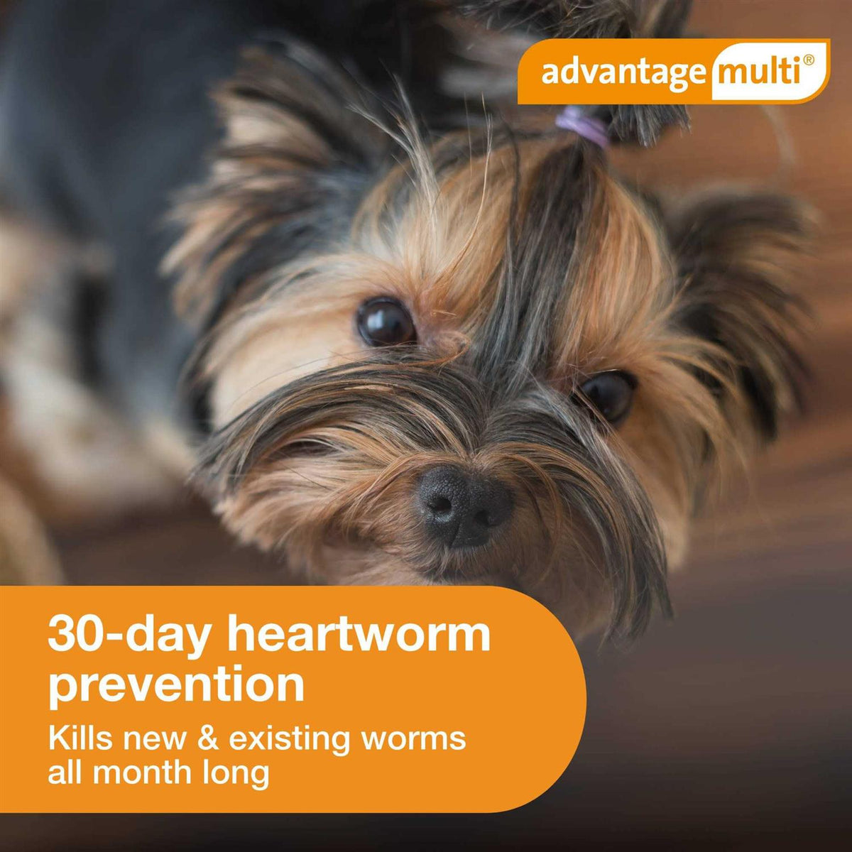 Advantage Multi for Dogs P753