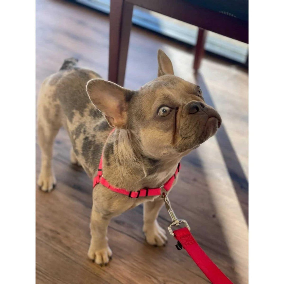 No Pull Dog Harness L125