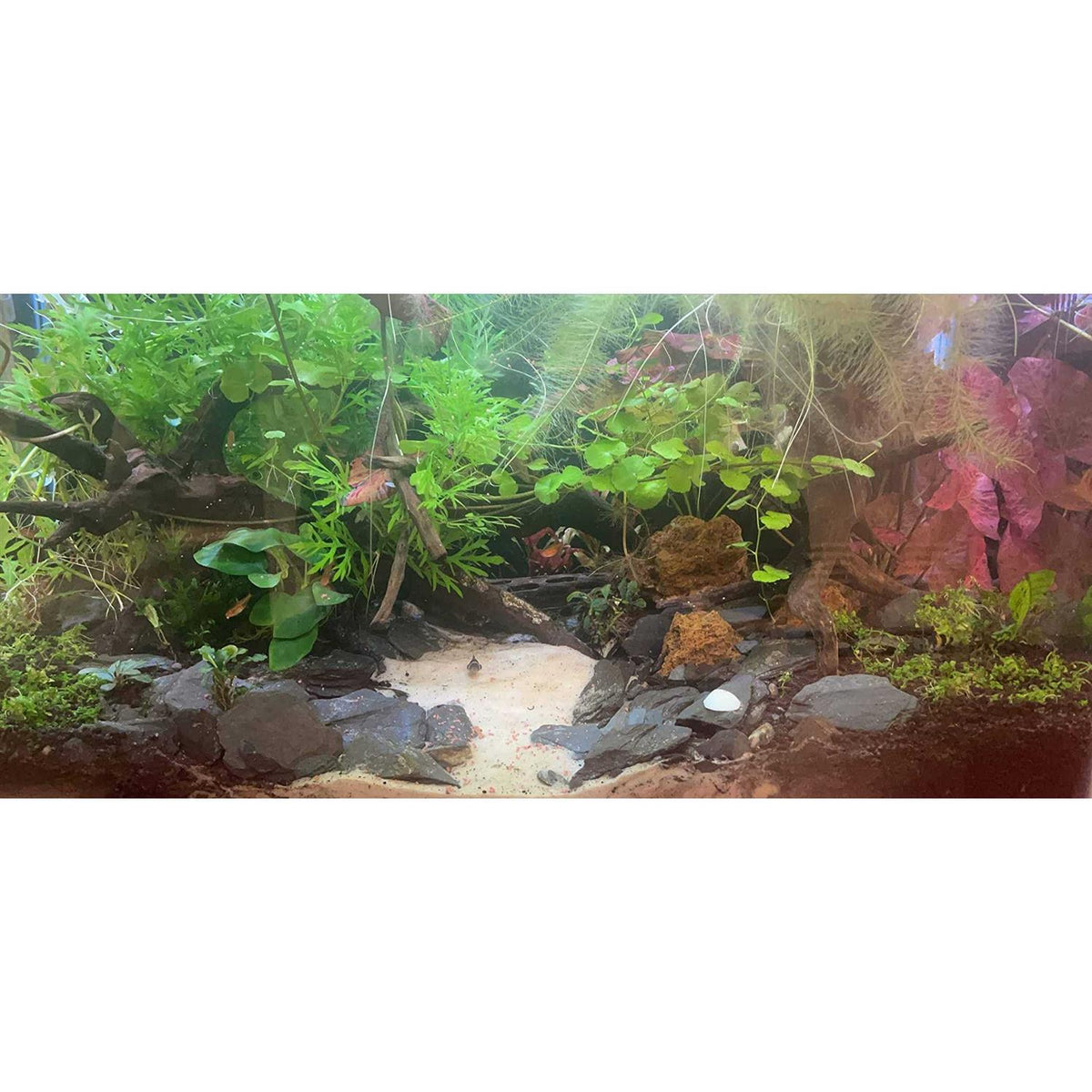 Natural Slate Stone 1 to 3 inch Rocks Y7907